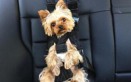 Une nouvelle ceinture pour chien fait réagir
