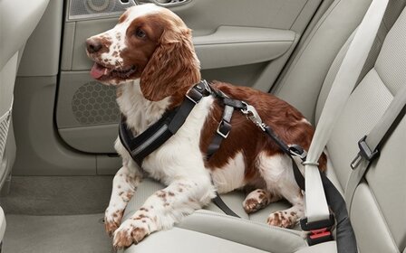 Les animaux pas attachés en voiture causent plus de distractions