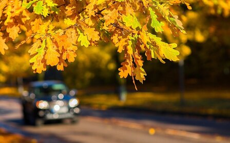 Les feuilles mortes, ennemies de votre voiture?