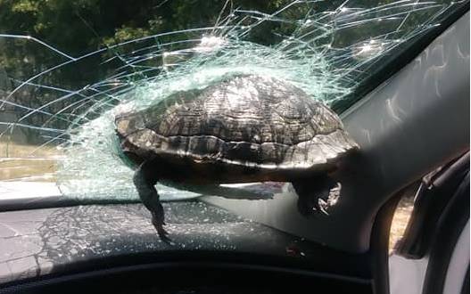 En Géorgie, une tortue s’écrase dans un pare-brise!