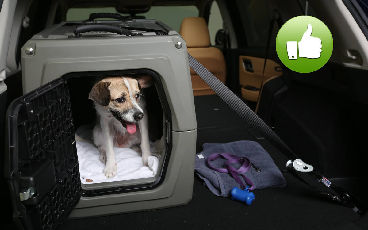 Conseils pour voyager en sécurité avec un chien