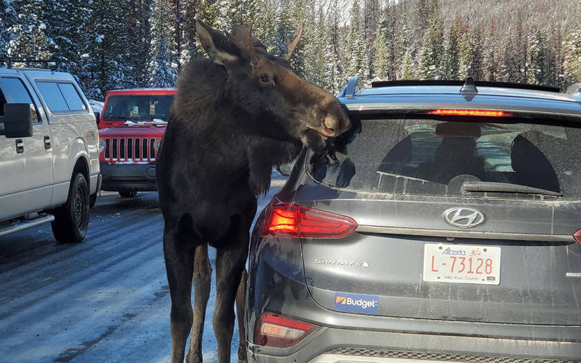 Ne laissez pas les orignaux lécher votre voiture!