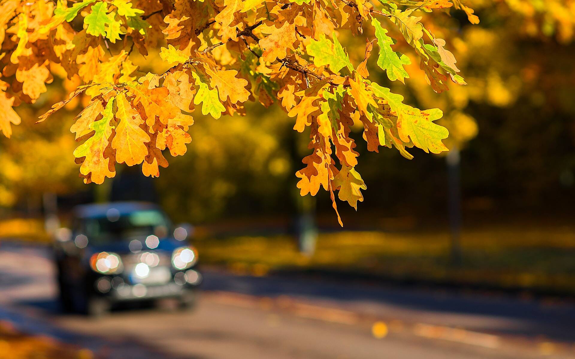 Adapter sa conduite en automne, c’est important